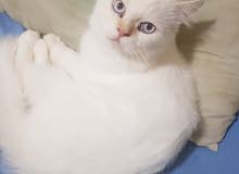 himalayan red point himalayan red point