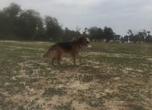 للبيع عدد 2 جيرمن شبرد للبيع عدد 2 جيرمن شبرد