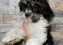 shih tzu puppies shih tzu puppies