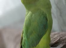 ببغاء دره اليف طينه ببغاء دره اليف طينه