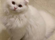 Male Scottish fold long hair kitten 5months old Male Scottish fold long hair kitten 5months old