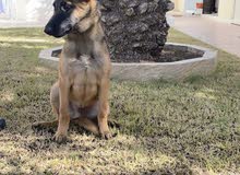 Belgian Malinois Belgian Malinois