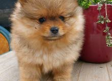 POMERANIAN PUPPY TEACUP POMERANIAN PUPPY TEACUP