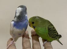 budgies with cage budgies with cage