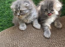 Pure breed kittens for sale British Shorthair X Scotish Fold Pure breed kittens for sale British Shorthair X Scotish Fold