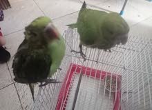 60 bd 2 Green baby parrot for sale healthy and active friendly ready for taming