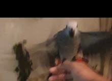للبيع كاسكو سوبر جامبو أليف طيران داخلي للبيع كاسكو سوبر جامبو أليف طيران داخلي
