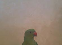 دره هنديه دره هنديه