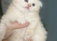 British cat 50 days old British cat 50 days old