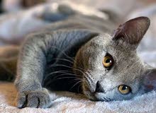 Chartreux cat Chartreux cat