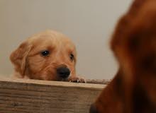 Red Golden Puppies Red Golden Puppies
