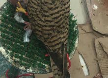 صقر بذوار صقر بذوار
