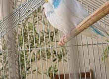 Budgie Pair Budgie Pair