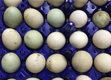 Duck fresh hatching Eggs Duck fresh hatching Eggs