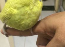 Tamed English budgie chick Tamed English budgie chick