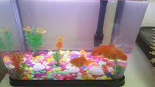 aquarium with 4 free gold fish aquarium with 4 free gold fish