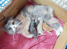 قطة مع اطفالها