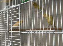 كناري لون أصفر كناري لون أصفر