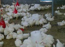 دجاج لاحم حي للبيع