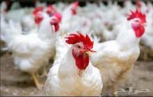 دجاج لاحم امهات أوزان من 3.5  كيلو الى 4.5