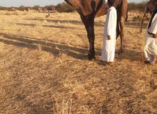 إبل مجاهيم إبل مجاهيم