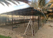 Space for Rent for Bird Breeding