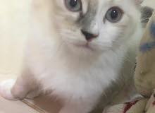 cats for sale male cats for sale male