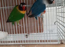 Active and Healthy. Green & Blue ready to breed Personata pair Active and Healthy. Green & Blue ready to breed Personata pair