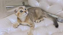 Scottish fold and straight kittens Scottish fold and straight kittens