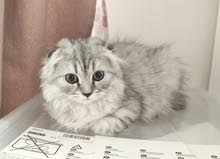 Scottish Fold longhair kitten Scottish Fold longhair kitten