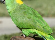 need amazon green parrot.أريد ببغاء الأمازون الأخضر