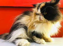 Shirazi cat Full Punch - Micky Face - Cute and rare breed Shirazi cat Full Punch - Micky Face - Cute and rare breed
