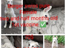 Berger swiss pure
Female 
1st vaccine