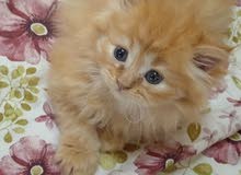 Shiraji kitten Available For sale Shiraji kitten Available For sale