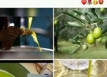 زيت زيتون في الامارات زيت زيتون في الامارات