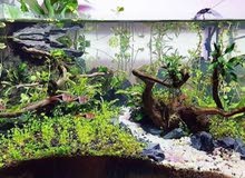 fish aquarium design fish aquarium design