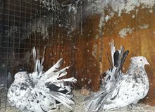 كوبية هنداوي للبيع كوبية هنداوي للبيع