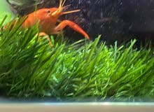 90L Fish tank for sell 90L Fish tank for sell