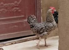 دجاجة زامبي دجاجة زامبي