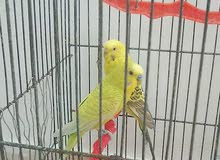 عصافير جوز حب و ذكر كنار