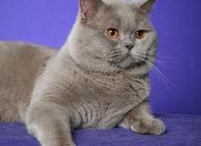 Male British Short Hair for Matting Male British Short Hair for Matting