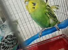 جوز (هوقو ياباني) الصلات على النبي الجوز مرتبات