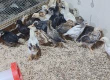 افراخ دجاج افراخ دجاج