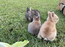 Newborn bunnies Newborn bunnies