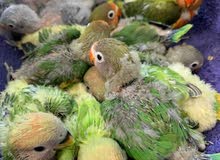 lovebirds fishri and rosicoli chick and adult pair are available very healthy