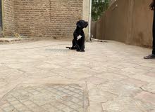 mastiff dog mastiff dog