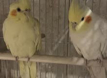 breeding cockatiel pair for sale with free cage breeding cockatiel pair for sale with free cage