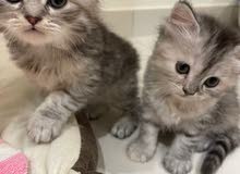 Angora Cats Angora Cats