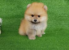 HEALTHY TEACUP POMERANIAN PUPPY FOR SALE