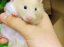 cute hamsters cute hamsters